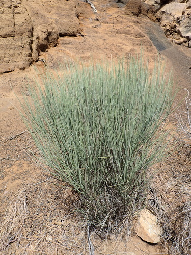 White-flowered Broom (Cytisus supranubius)