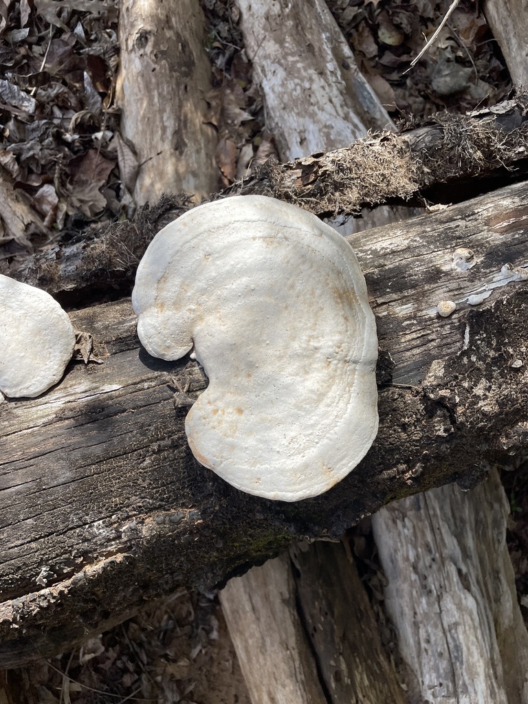 Trametes aesculi · March 2026 · photo: © bonesigh (iNaturalist, cc-by)