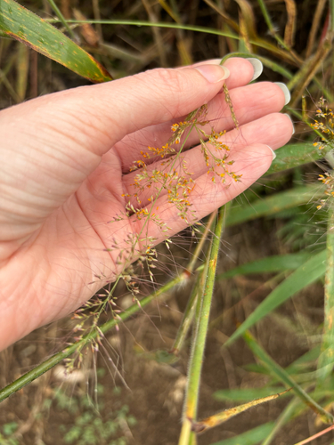 Melinis minutiflora observed 2025-12-26