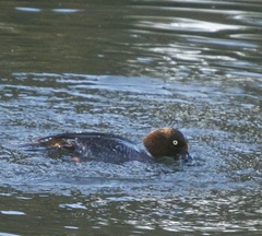 Bucephala