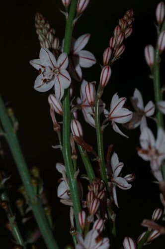 Onion-Leafed Asphodel