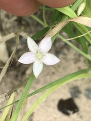 Oxygonum delagoense