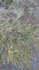 Juniperus grandis