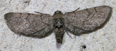 Exelis ophiurus