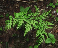 Cystopteris montana
