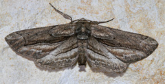 Holochroa dissociarius