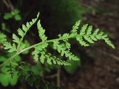 Cystopteris montana