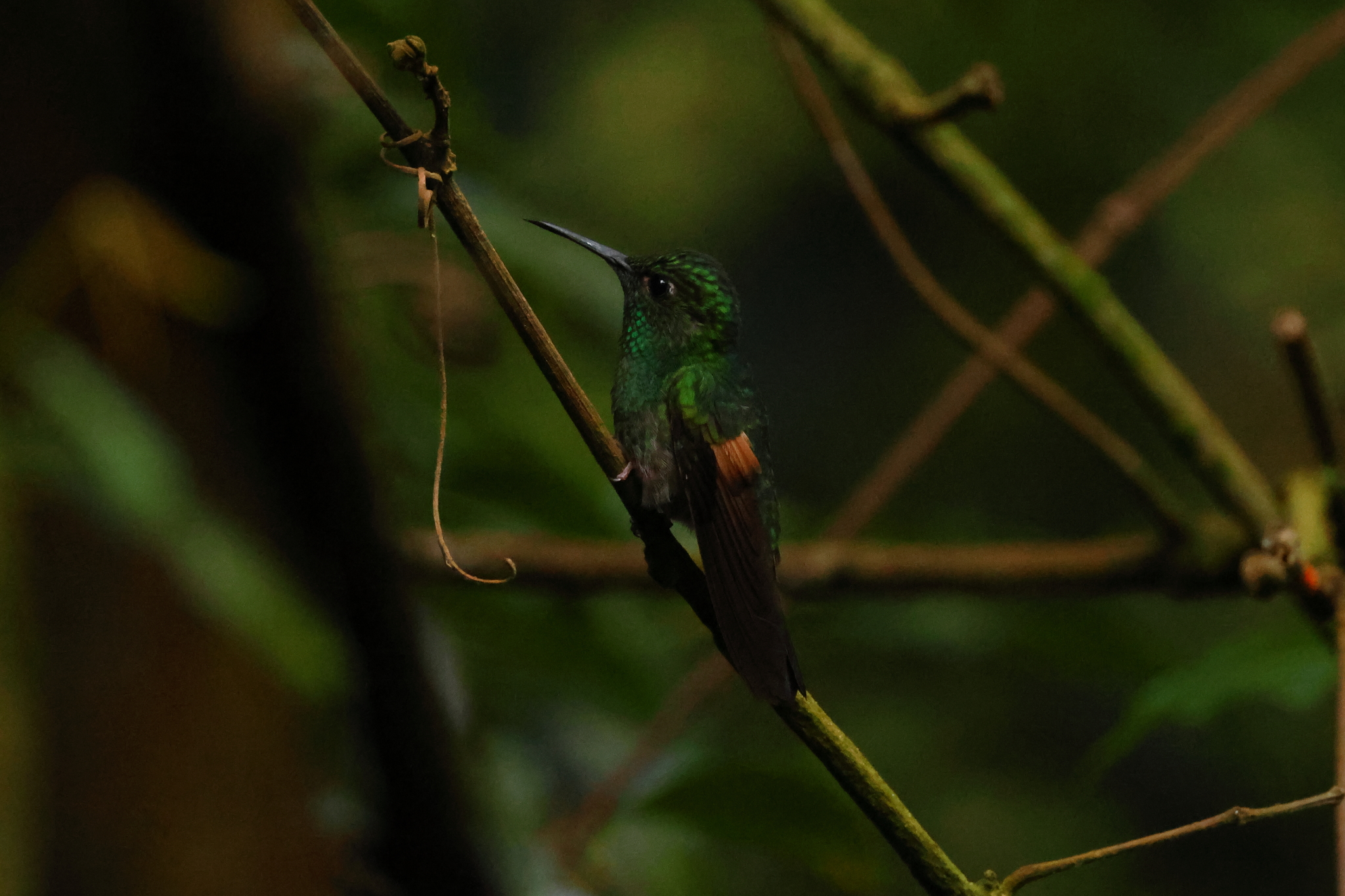 Stripe-tailed Hummingbird (Eupherusa eximia), photo 6