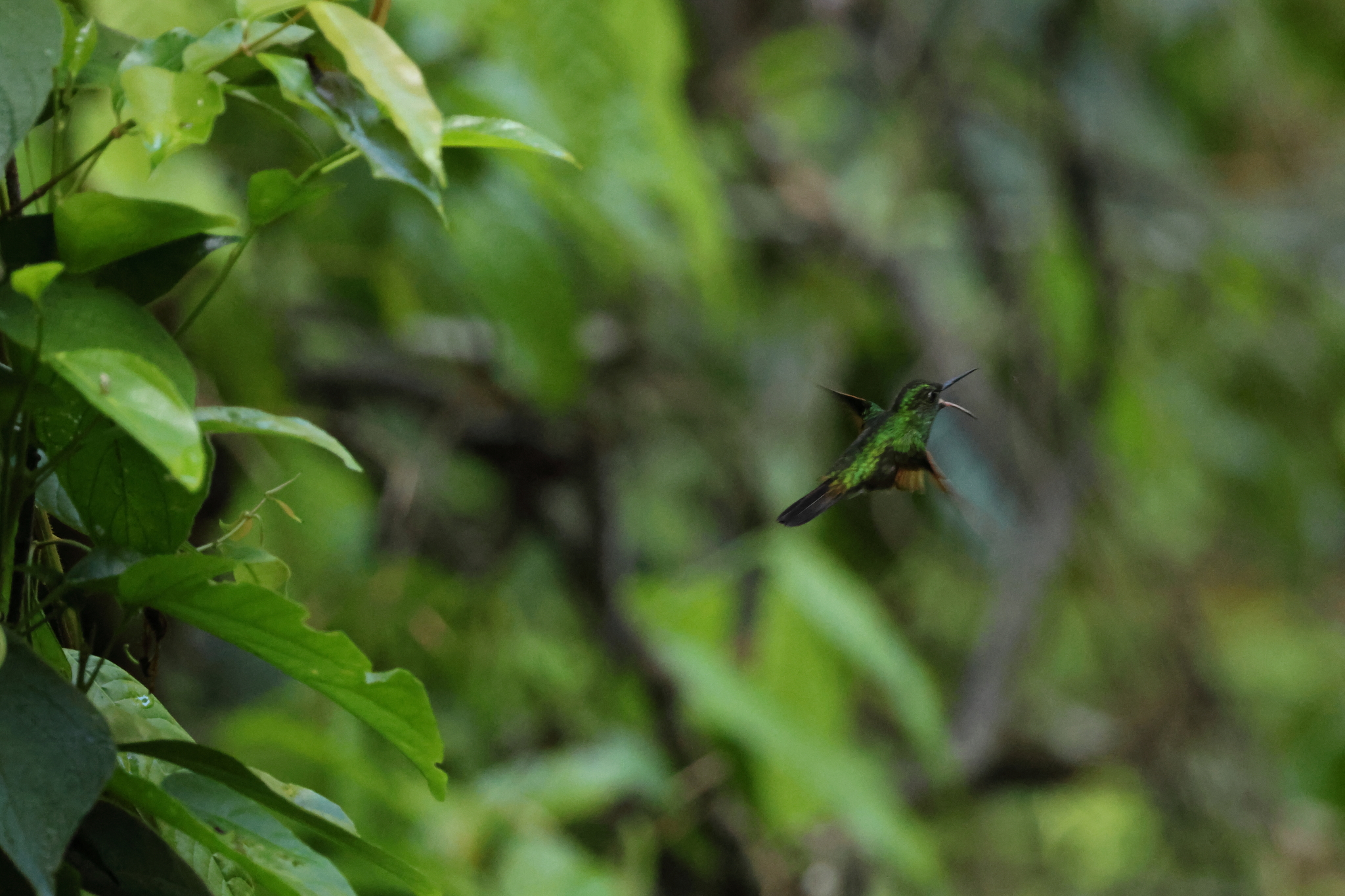 Stripe-tailed Hummingbird (Eupherusa eximia), photo 7