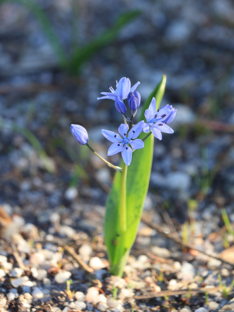 Single-Leaved Squill