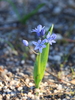 Scilla monophyllos - Photo (c) Jorge Anjos Goncalves, some rights reserved (CC BY-NC), uploaded by Jorge Anjos Goncalves