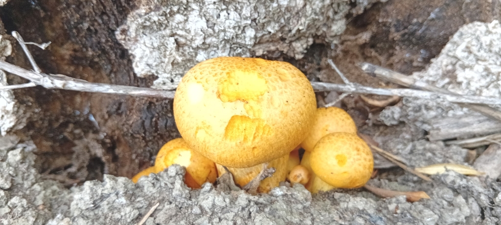 Gymnopilus junonius · March 2026 · photo: © dannali (iNaturalist, cc0)