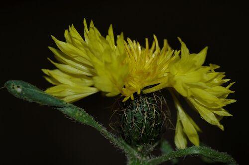 Centaurea involucrata