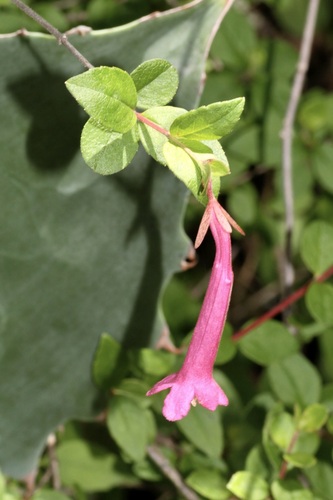 Vesalea floribunda, photograph 1
