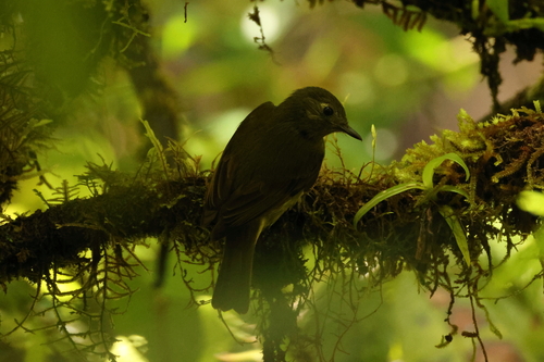 Olive-striped Flycatcher (Mionectes olivaceus)