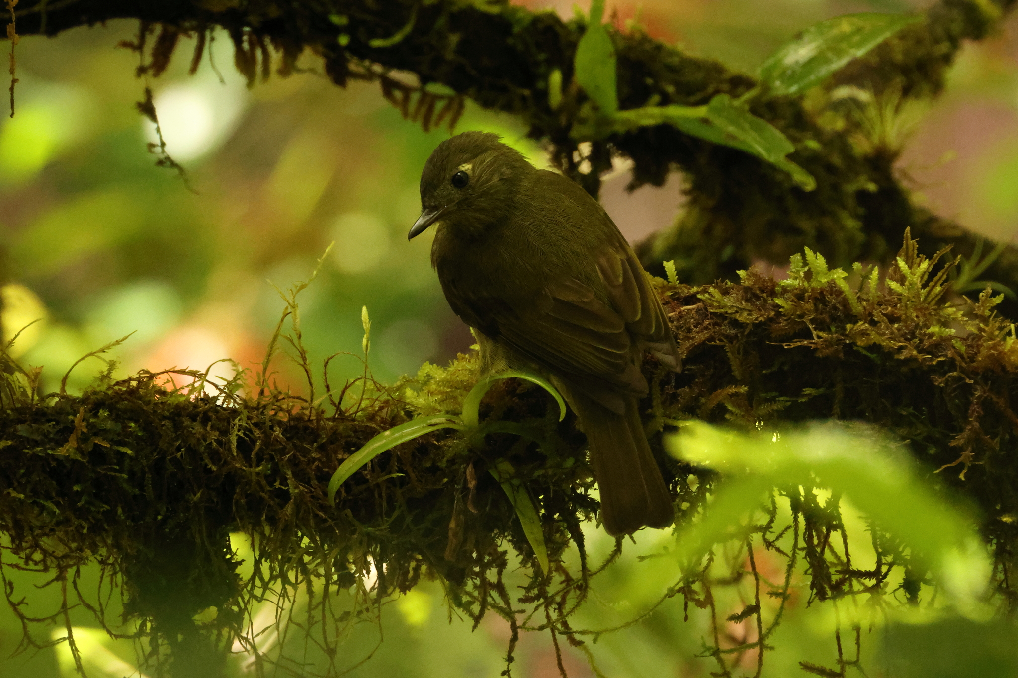 Olive-striped Flycatcher (Mionectes olivaceus), photo 2