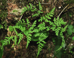 Cystopteris montana