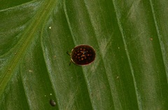 Charidotis auroguttata