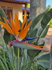 Oiseau De Paradis Commun (Strelitzia reginae)