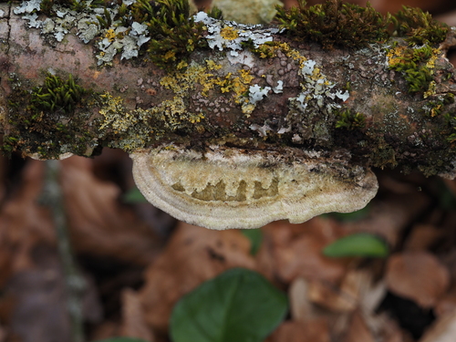 Braune Borstentramete