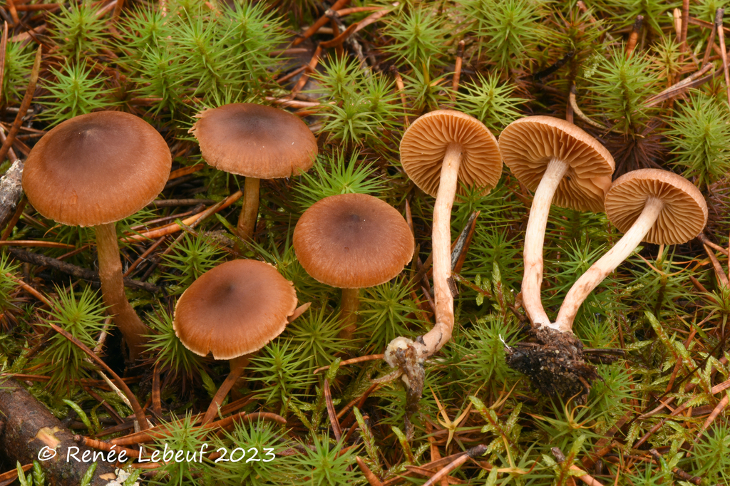 Cortinarius oligofulvescens