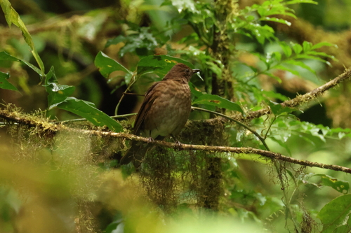 Pale-vented Thrush (Turdus obsoletus), photo 3