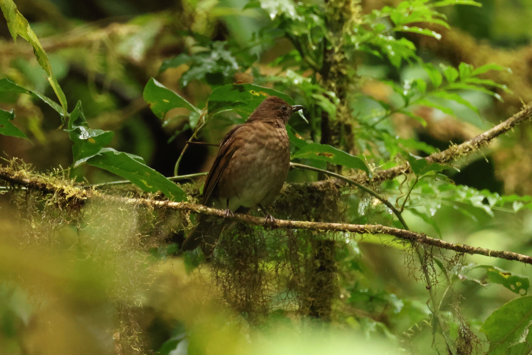 Pale-vented Thrush (Turdus obsoletus), photo 3