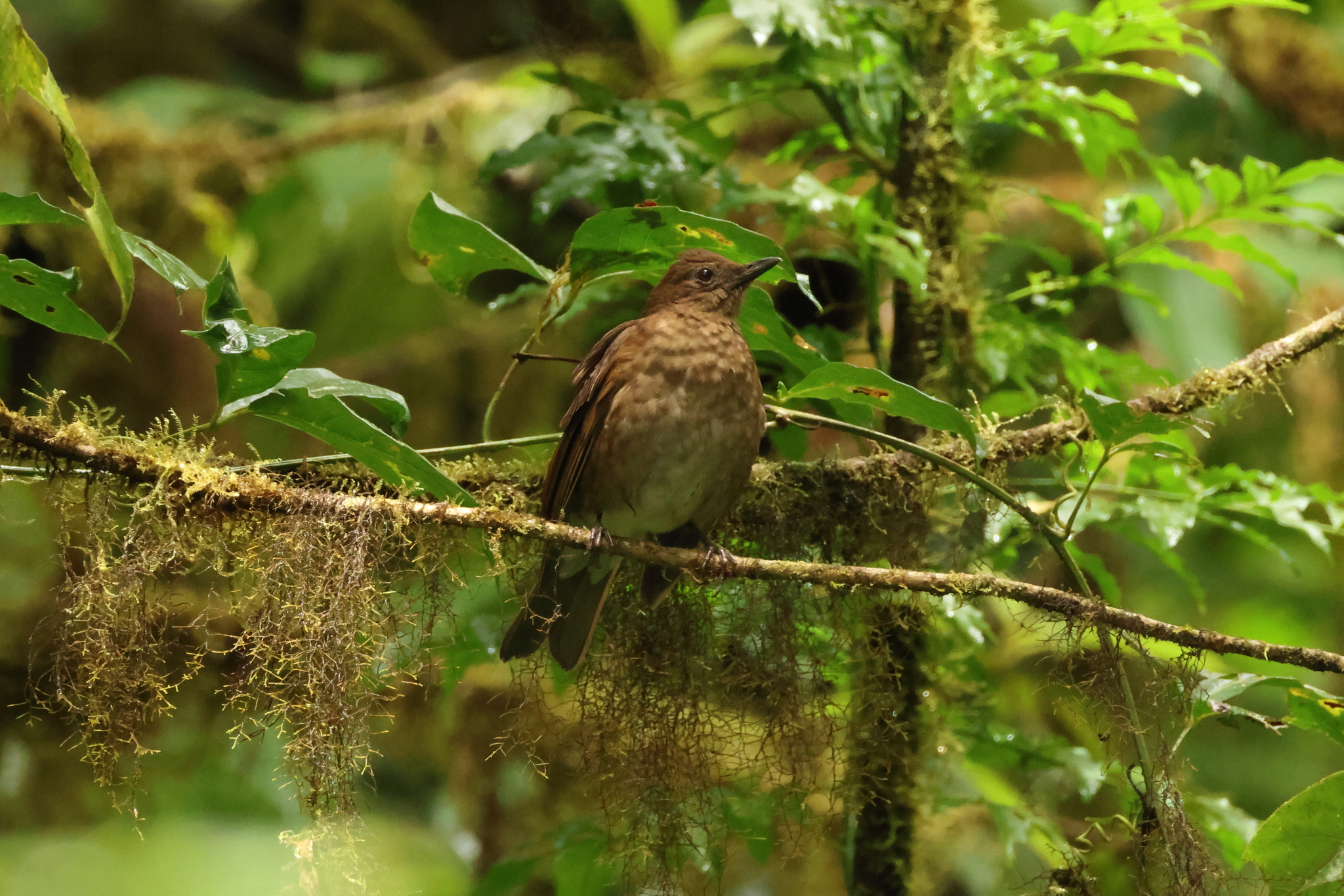 Pale-vented Thrush (Turdus obsoletus), photo 4