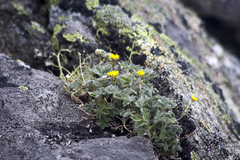 Potentilla × prostrata