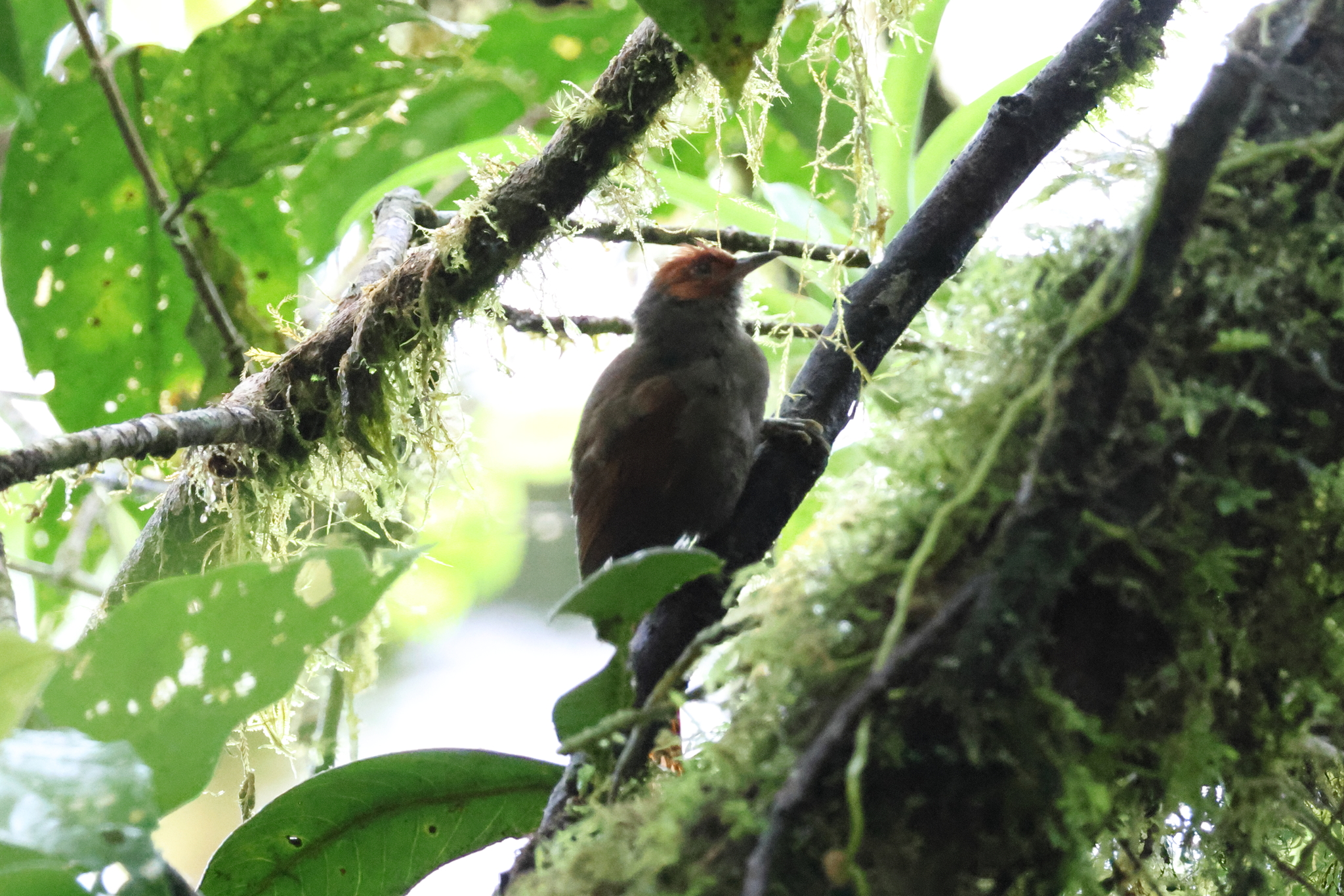 Red-faced Spinetail (Cranioleuca erythrops), photo 8