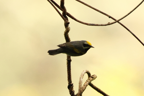 Golden-winged Warbler (Vermivora chrysoptera), photo 5