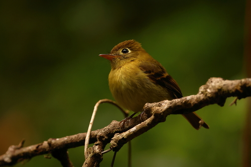 Yellowish Flycatcher (Empidonax flavescens), photo 7