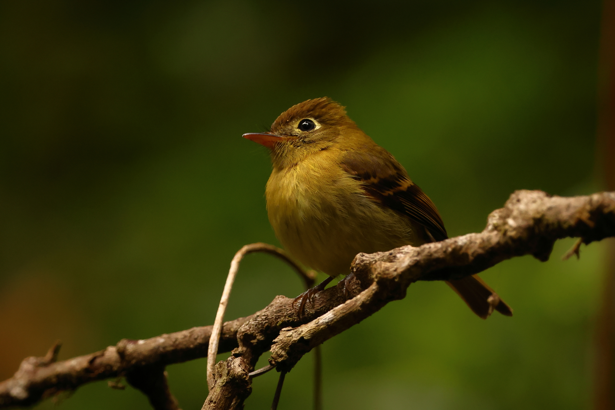 Yellowish Flycatcher (Empidonax flavescens), photo 8