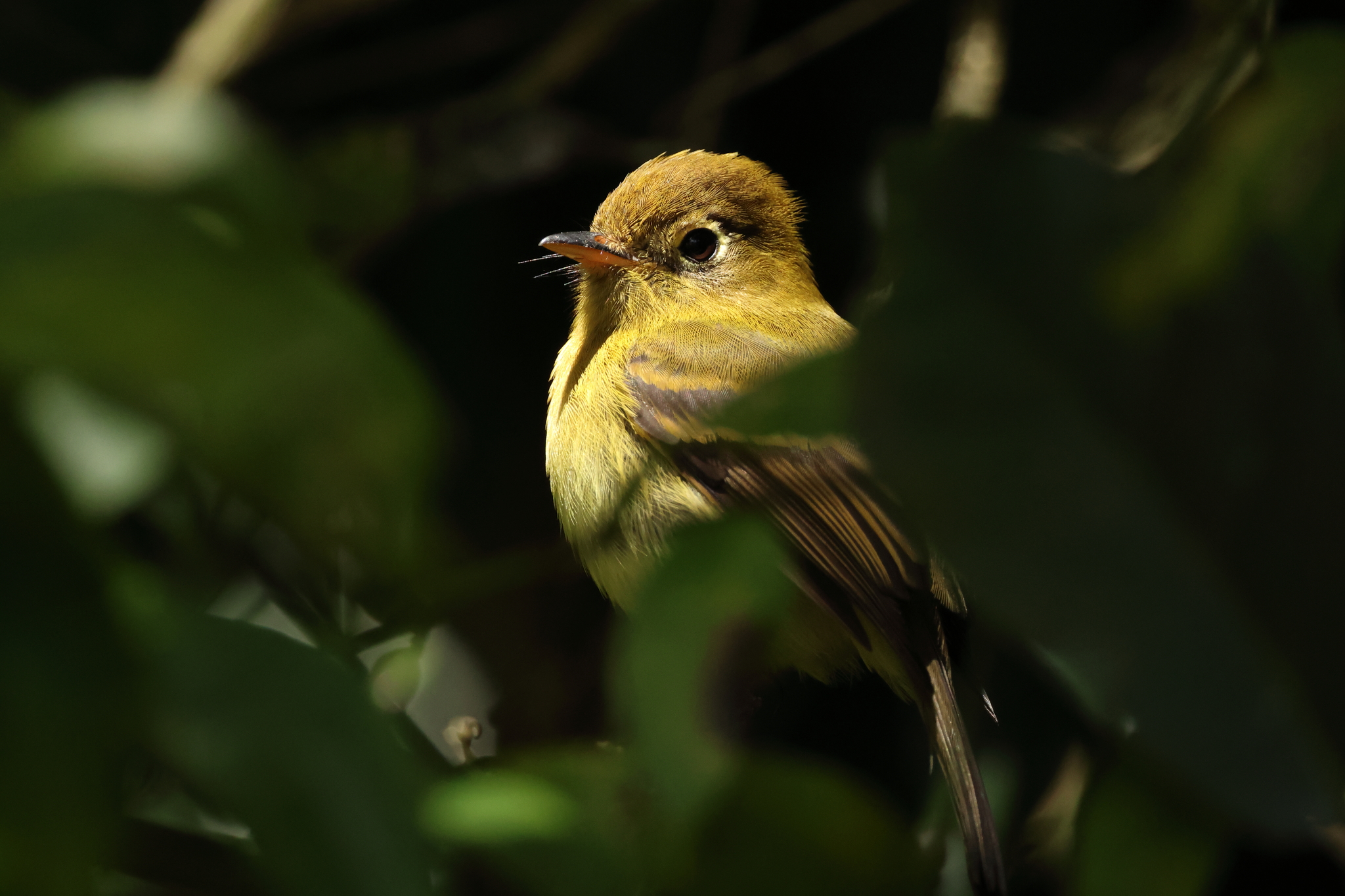 Yellowish Flycatcher (Empidonax flavescens), photo 9