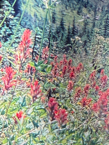giant red paintbrush (Castilleja miniata)