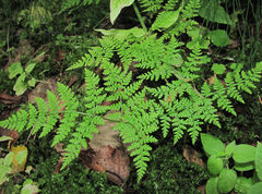 Cystopteris montana