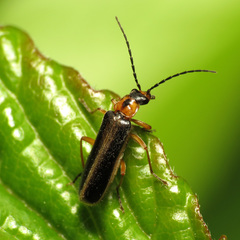 Rhagonycha