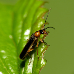 Rhagonycha