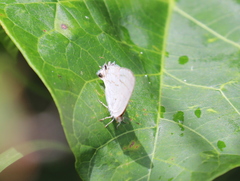 Hypolycaena philippus