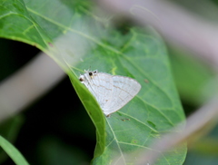 Hypolycaena philippus
