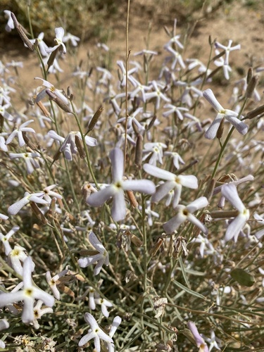 Farsetia aegyptia