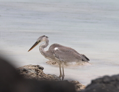 Ardea cinerea firasa