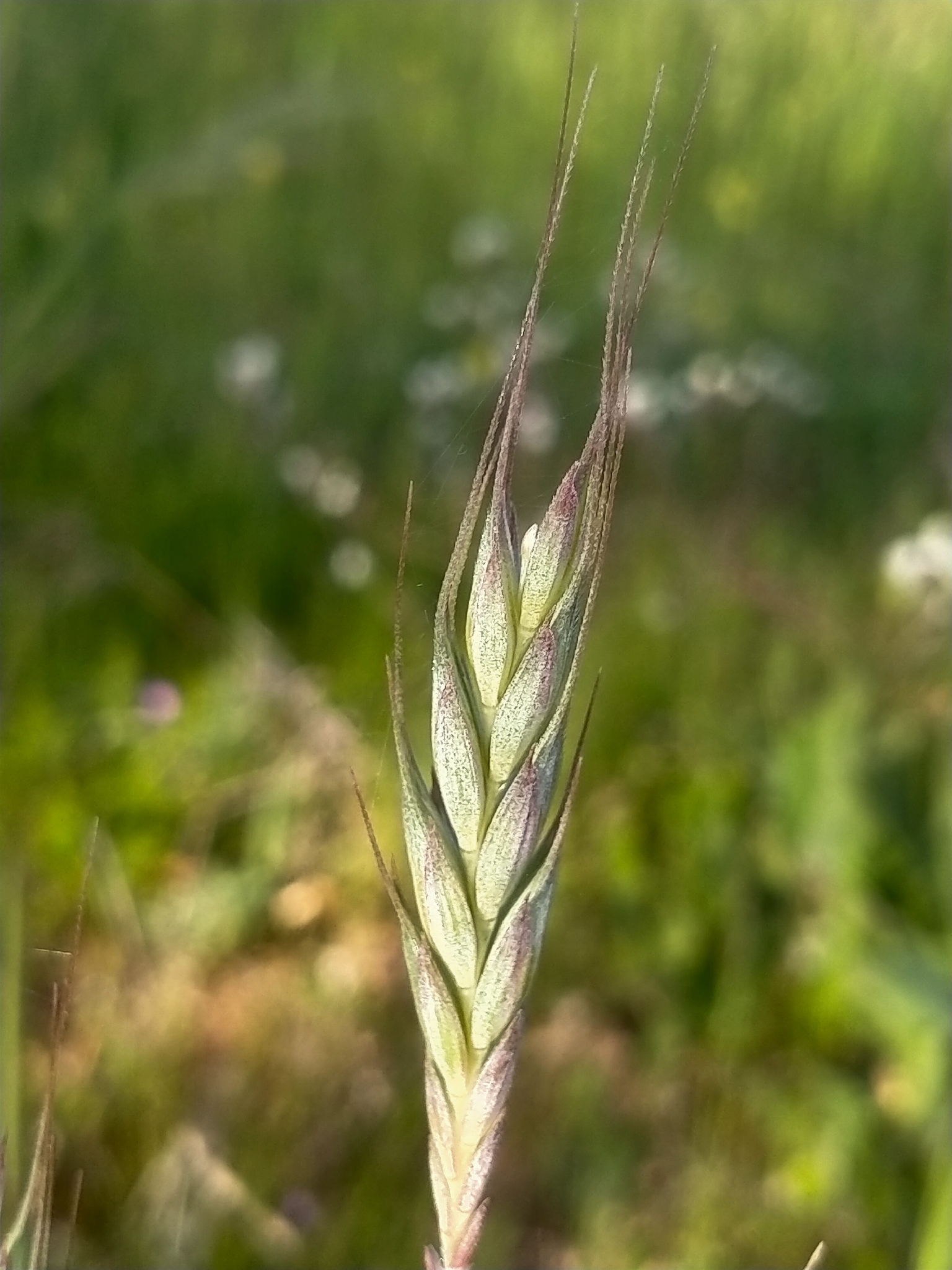 Durum wheat