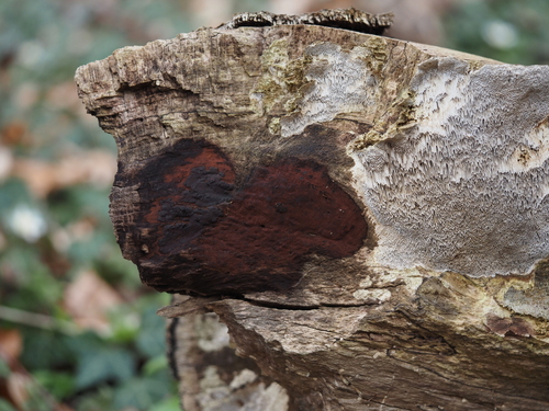 Ziegelrote Kohlenkruste
