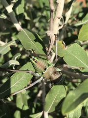Acanthoplus