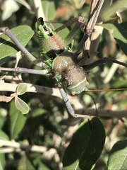 Acanthoplus