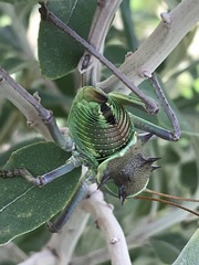 Acanthoplus