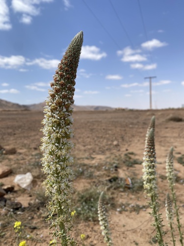Hairy mignonette (Reseda villosa)