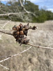 Disholcaspis pattersoni