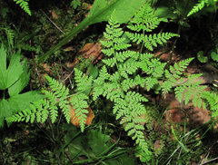 Cystopteris montana